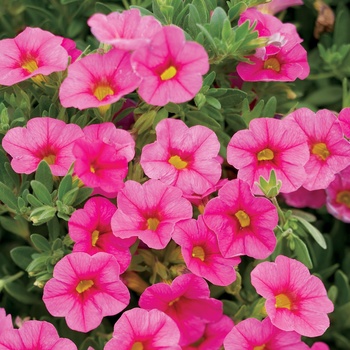 Calibrachoa Hanging Basket - Superbells® Pink