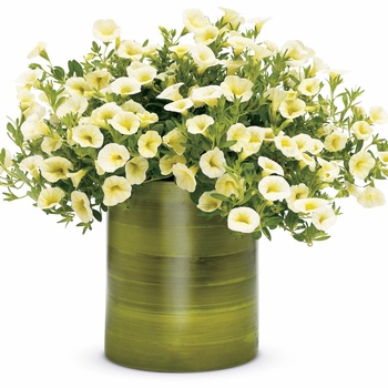 Calibrachoa hybrid - Superbells® Yellow Chiffon