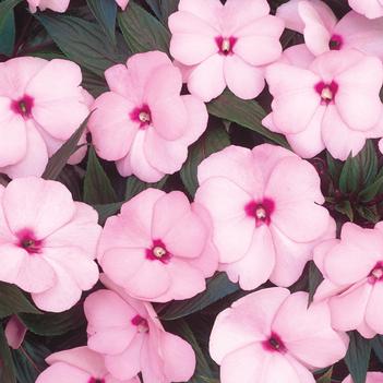 Impatiens hawkeri - Big Bounce&trade; Pink Interspecific Impatiens