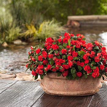 Impatiens walleriana 'Double Impatiens' - Rockapulco® Dark Orange