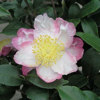 Camellia sasanqua 'Hana Jiman' - Hana Jiman Camellia