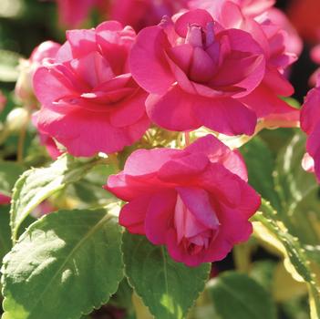 Impatiens walleriana - Fiesta&trade; Purple Double Impatiens