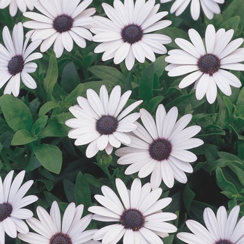 Osteospermum hybrid - Soprano® White