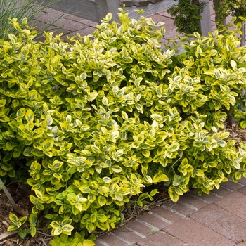 Euonymus fortunei 'Emerald n' Gold' - Wintercreeper Euonymus