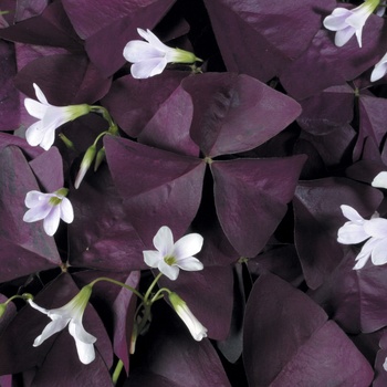 Oxalis 'Shamrock' - Charmed® Wine
