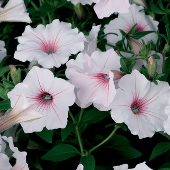 Petunia hybrid 'Supertunia ® Vista Silverberry' - Petunia