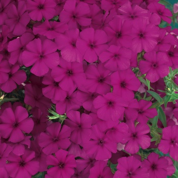 Phlox 'Intensia® Cabernet' - Intensia® Cabernet