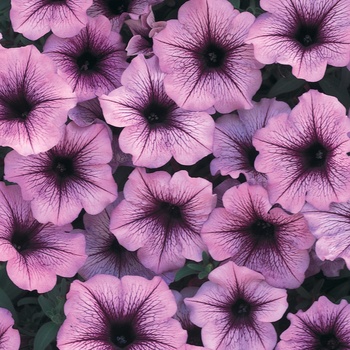 Petunia 'Supertunia Bordeaux' - Supertunia Bordeaux