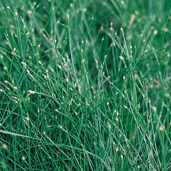 Scirpus cernus 'Fiber Optic Grass' - Graceful Grasses™