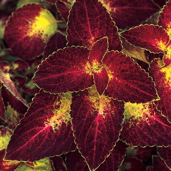 Solenostemon scutellarioides 'Coleus' - ColorBlaze™ Dipt in Wine