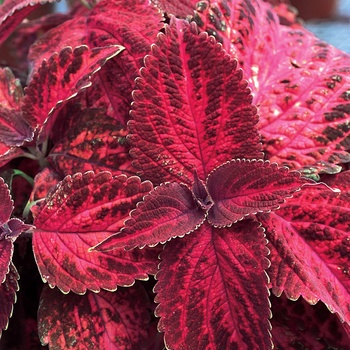 Solenostemon scutellarioides 'Coleus' - ColorBlaze™ Kingswood Torch