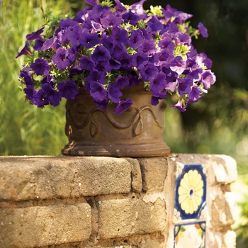 Petunia hybrid - Supertunia® Royal Velvet™