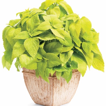Solenostemon scutellarioides 'Coleus' - ColorBlaze™ LifeLime