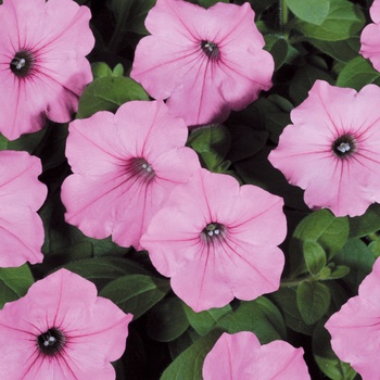 Petunia hybrid - Supertunia® Vista Bubblegum