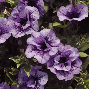 Petunia hybrid - Supertunia® Priscilla