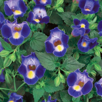 Torenia 'Wishbone Flower' - Catalina® Midnight Blue