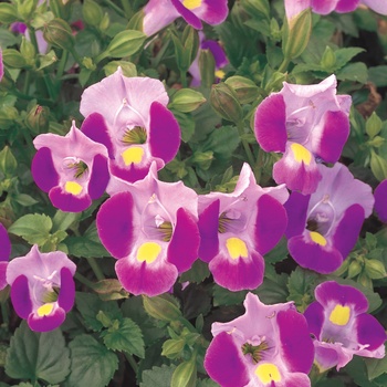 Torenia 'Wishbone Flower' - Catalina® Pink