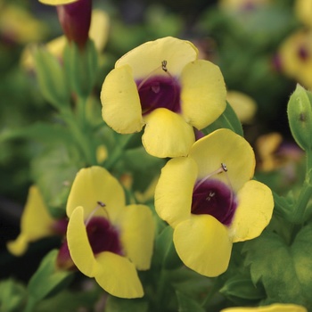 Torenia 'Catalina® Gilded Grape' - Wishbone Flower