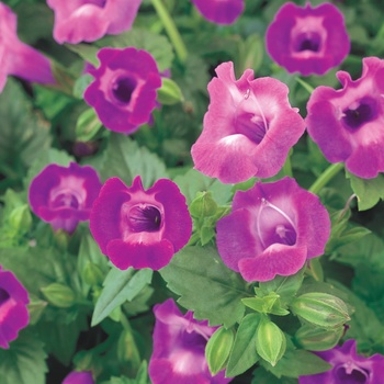 Torenia hybrid 'Wishbone Flower' - Summer Wave® Amethyst