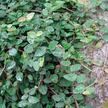 Ficus repens - Creeping Fig