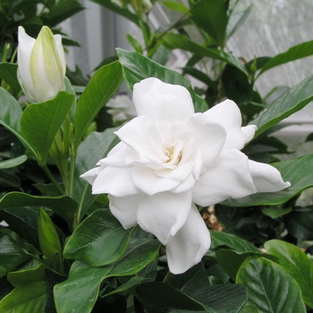Gardenia jasminoides 'August Beauty' - August Beauty Gardenia