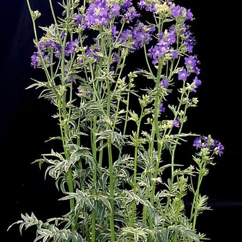 Polemoniam caeruleum ''Snow and Sapphires'' - White Variegated Jacob's Ladder