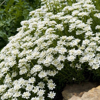 Iberis sempervirens - Candytuft