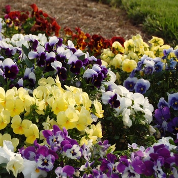 Multiple Varieties - Pansy