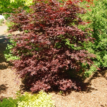 Acer palmatum - Japanese Maple 'Hefner's Red'
