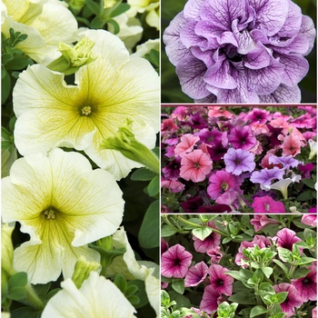 Multiple Varieties - Petunias