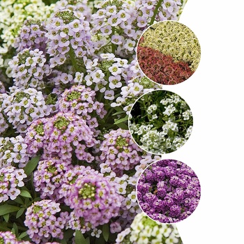 Lobularia - Assorted Alyssum