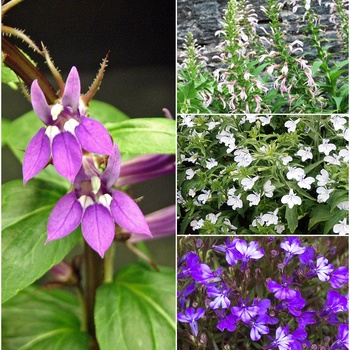 Multiple Varieties - Lobelia