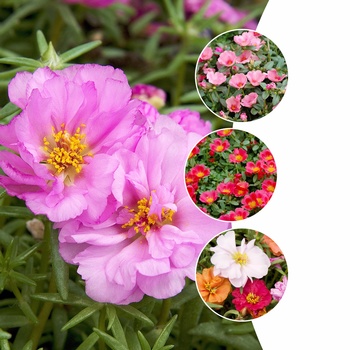 Mulitple Varieties - Portulaca