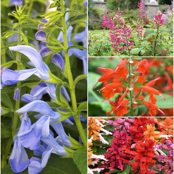 Multiple Varieties - Salvia