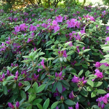 Azalea x 'Conlec' - Royalty Encore Azalea