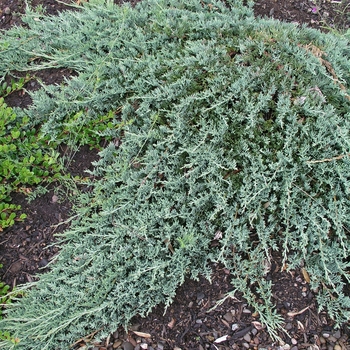 Juniperus horizontalis 'Wiltonii' - Blue Rug Juniper