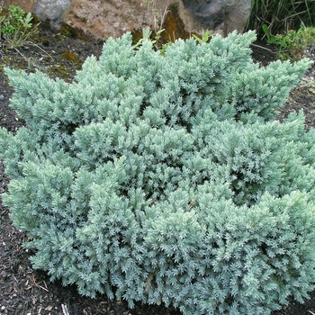 Juniperus squamata 'Blue Star' - Blue Star Juniper