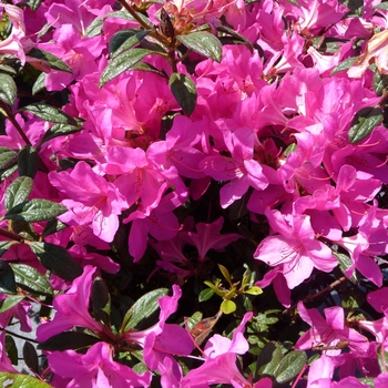 Rhododendron (Azalea) - Encore® 'Autumn Amethyst®'