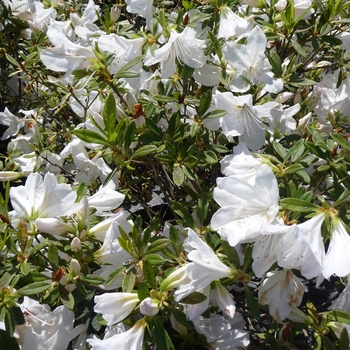 Rhododendron indica - 'G.G. Gerbing' 