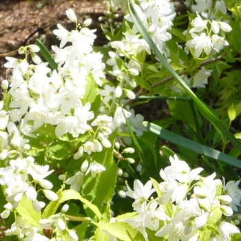 Deutzia - Chardonnay Pearls®