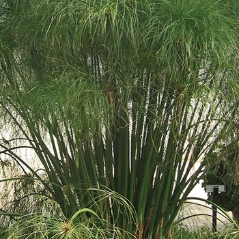 Cyperus papyrus 'King Tut®' - Umbrella Grass