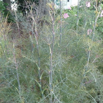 Foeniculum vulgare 'Rubrum' - Bronze Fennel