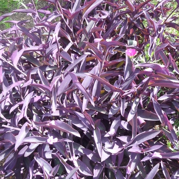 Setcreasea 'Purple Heart' - Purple Heart Wandering Jew