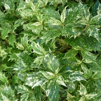 Osmanthus heterophyllus 'Goshiki' - Goshiki Osmanthus
