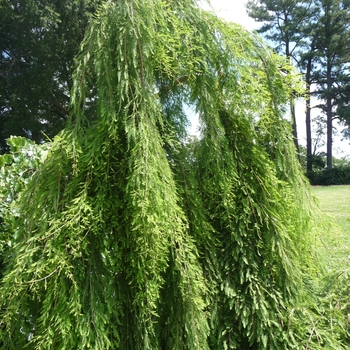 Taxodium distichum 'Cascade Falls' - Cascade Falls Weeping Bald Cypress