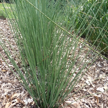 Juncus inflexus 'Blue Arrows' - Rush