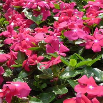 Catharanthus roseus 'Cora Cascade Cherry' - Cora Cascade Cherry