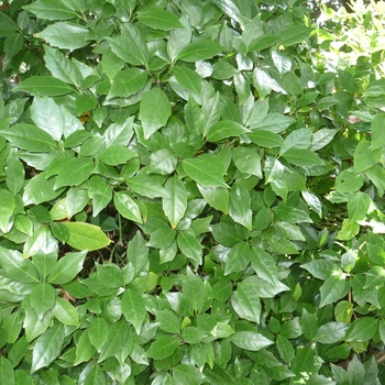 Aucuba japonica 'Rozanne' - Aucuba Rozanne