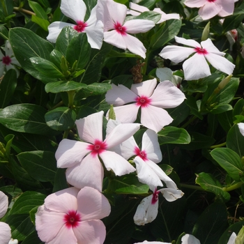 Catharanthus roseus 'Cora Cascade Peach Blush' - Annual Vinca; Periwinkle