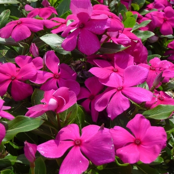 Catharanthus roseus 'Cora Cascade Violet' - Annual Vinca; Periwinkle